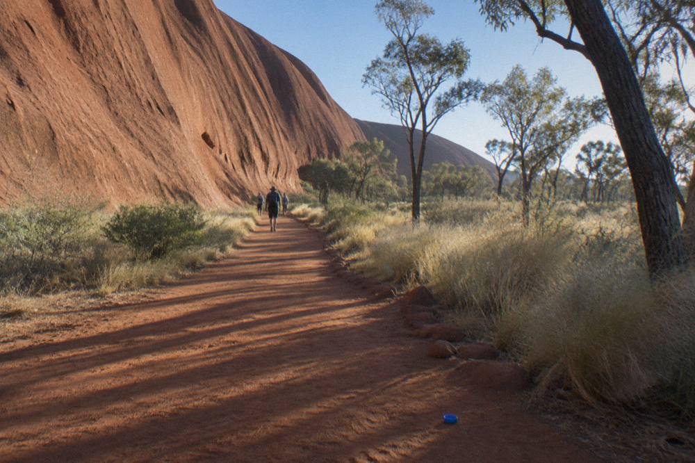 A red dirt walking track curving along the base of Uluru with desert oak trees