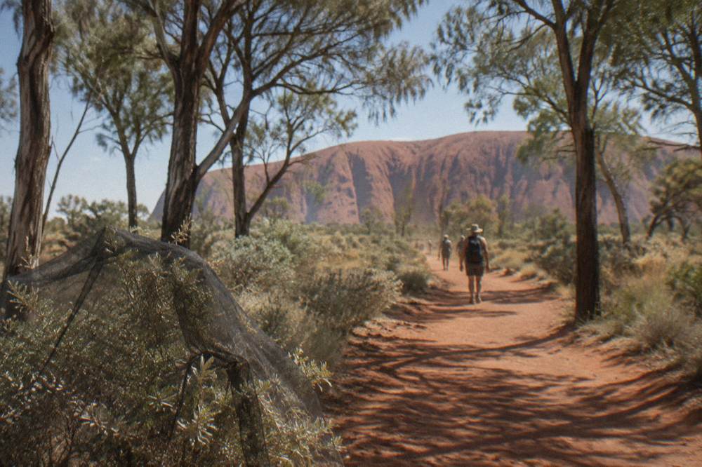 Desert oak trees and red sand dunes along a walking track near Uluru