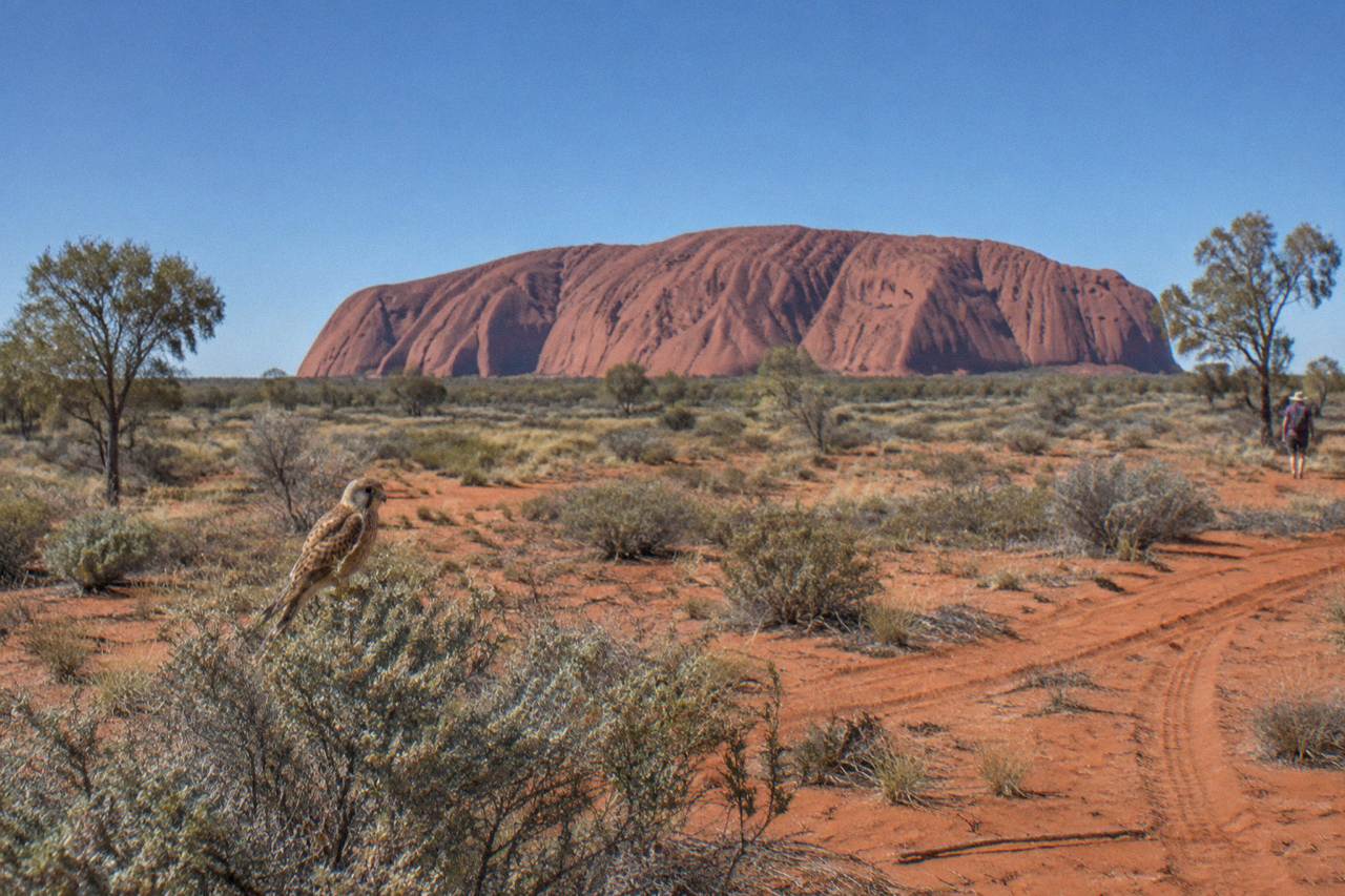 Uluru rising from red desert plain under a wide blue sky at midday