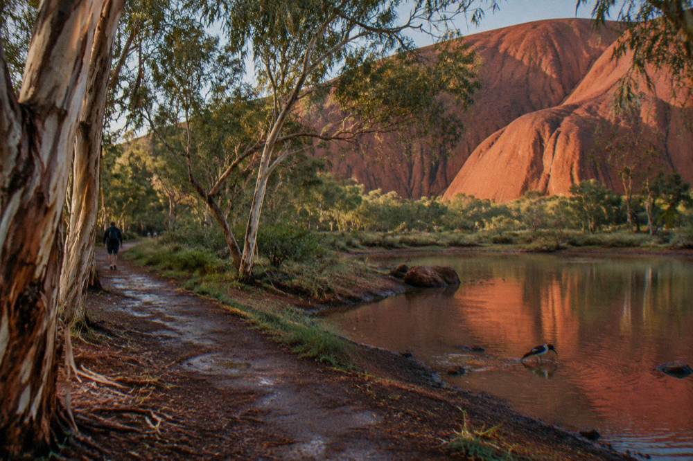 A walking track curving along the base of a tall red rock wall with scattered shrubs and gum trees