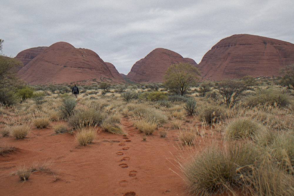 Kata Tjuta domes in late afternoon light with spinifex in the foreground