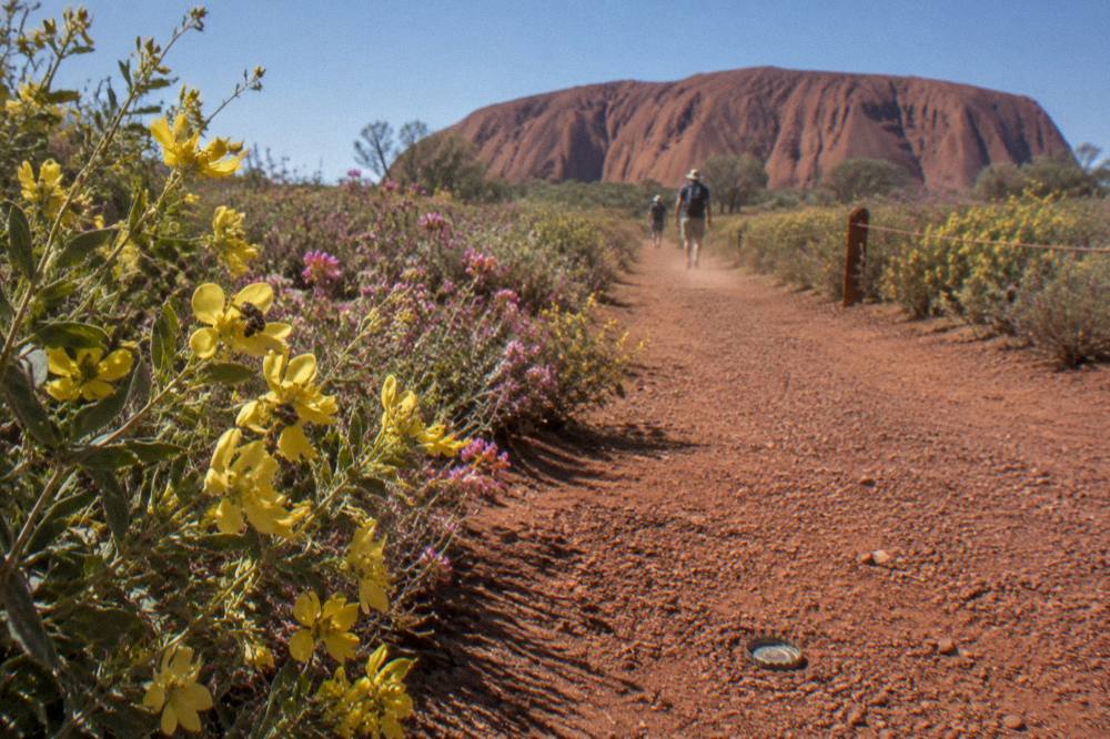 Desert shrubs flowering beside a red earth walking track under open sky